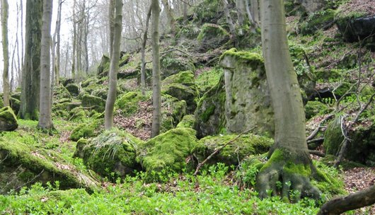 Laubwald im Frühling