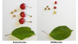 Unterschiedliche Blätter und Kirschenfrüchte von Kultur- und Wildkirsche