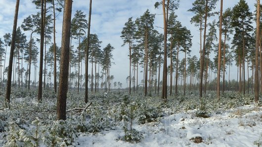 winterlicher Wald aus jungen Douglasien und Kiefern unter wenigen alten Kiefern