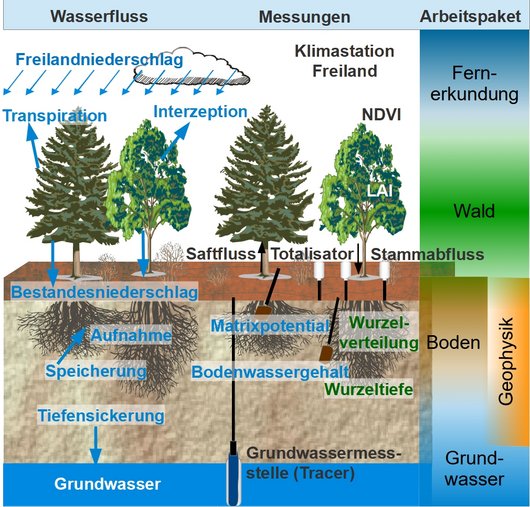 Wasserumsatz und dessen interdisziplinäre, messtechnische Erfassung im Ökosystem Wald (Grafik: B. Ahrends)