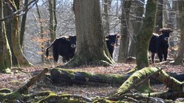 Heckrinder in einem Wald (Foto: A. Mölder)
