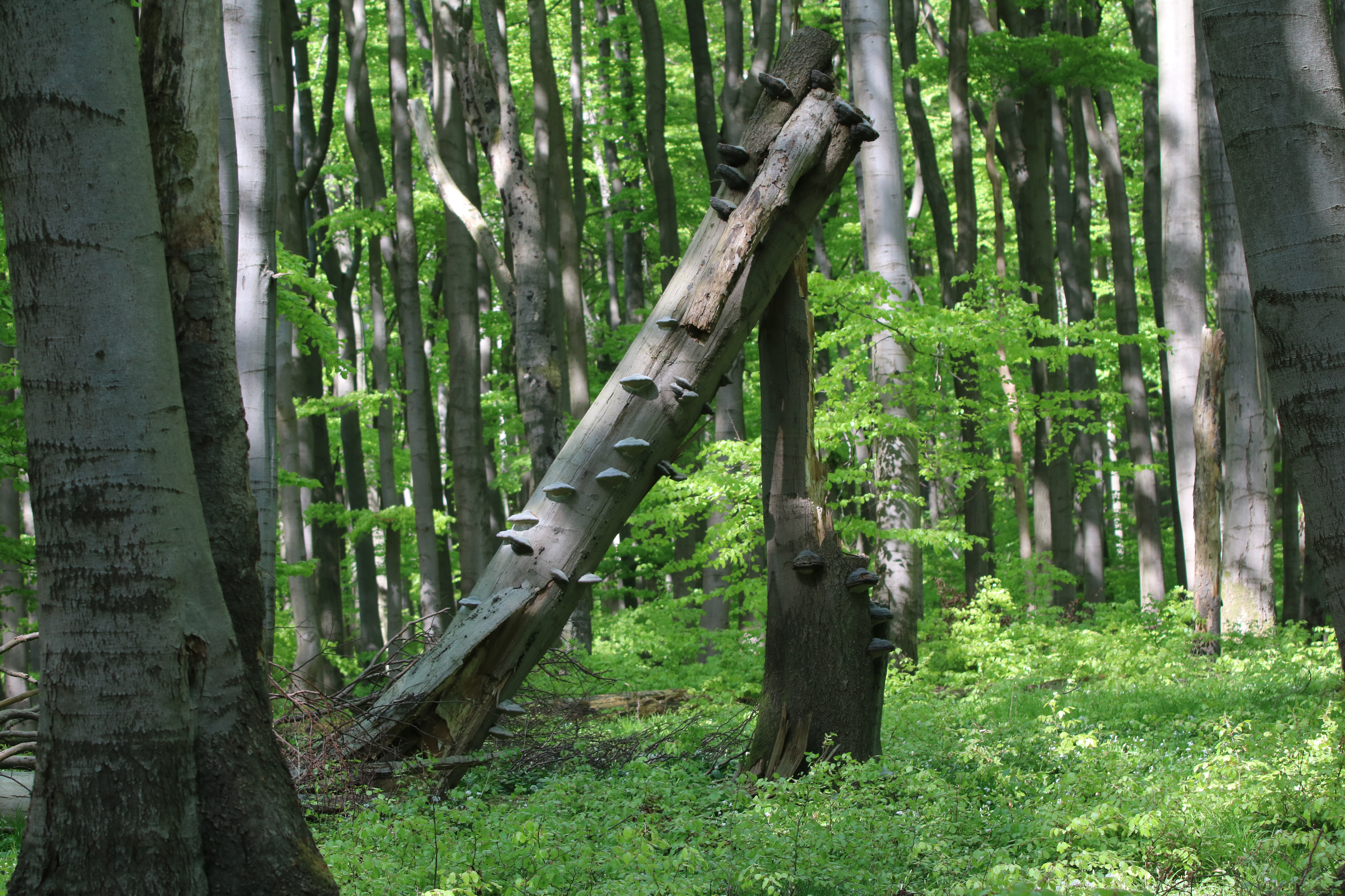 Naturwald