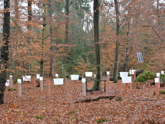 Auf dem Foto ist der Versuchsaufbau der Intensivmonitoringfläche Hessisches Ried, Buche abgebildet. Foto: J. Evers