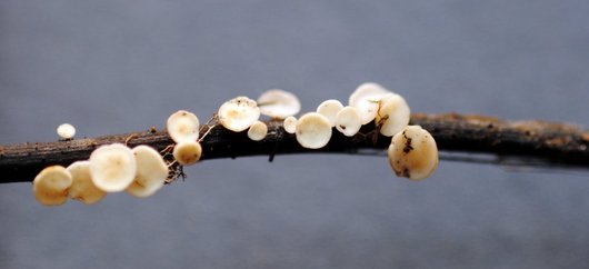 weiße kleine Pilze auf einem braunen Ast