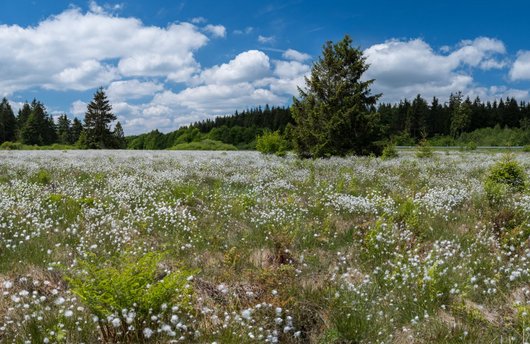 Weiß blühende Gräser auf einer weiten Waldlichtung