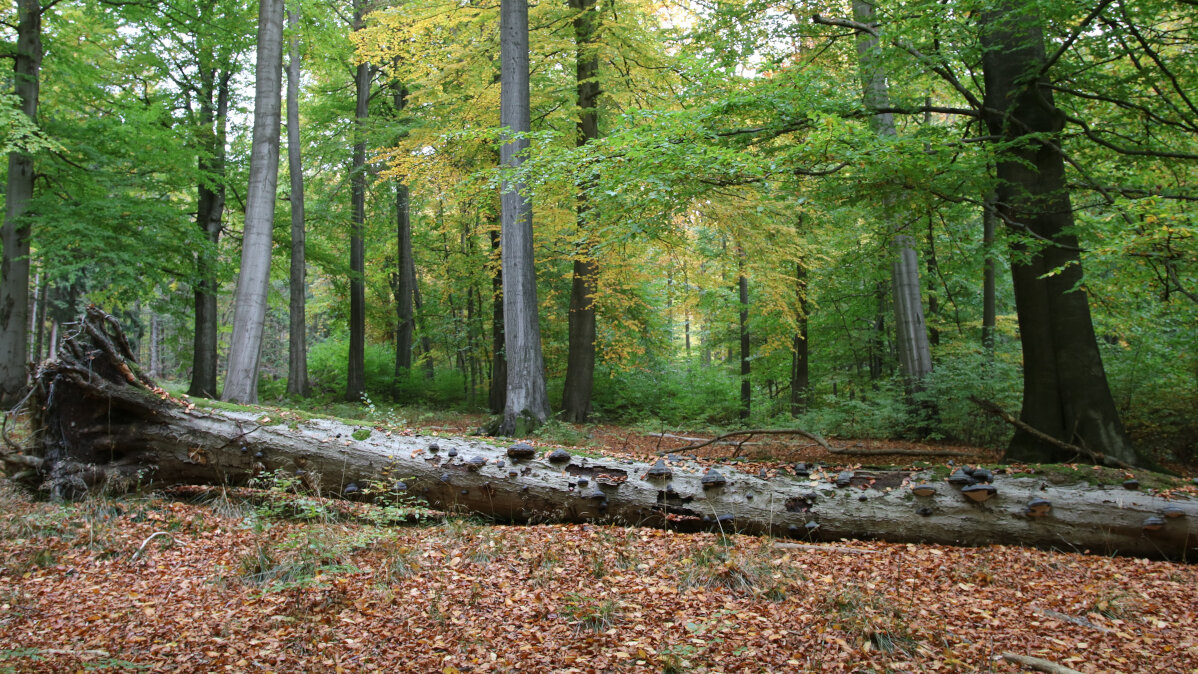 Totholz in Buchenwald (Foto: H. Brede)