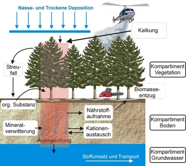 Schematische Darstellung der betrachteten Elementflüsse für die Nährstoffbilanzierung (Calcium, Magnesium, Kalium) in Waldökosystemen und ihre Beziehungen untereinander. Einträge werden durch die Deposition, die Verwitterung und eventuell durchgeführte Kompensationsmaßnahmen beschrieben. Entzüge erfolgen durch die Sickerwasserausträge und die Biomassenutzung. 