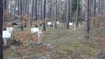 Ein Wald auf der Versuchsfläche Klötze (Foto: H. Meesenburg)