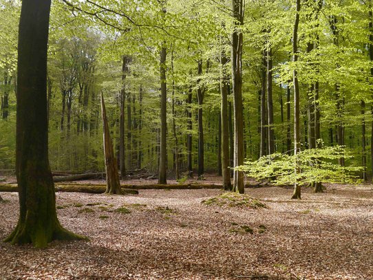 Buchenwald mit Totholz im Frühling