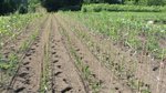 Gepfropfte kleine Pflanzen im Kamp