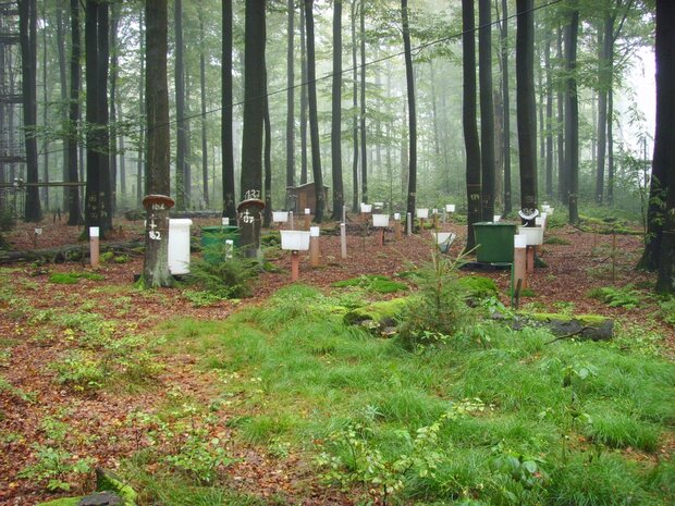 Versuchsaufbau im Wald 