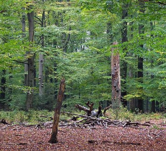 Buchenwald mit viel liegendem und stehendem Totholz