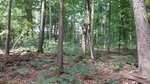  Hickory-Buchen-Mischbestand mit Hickory Naturverjüngung (Foto: F. Fasse)