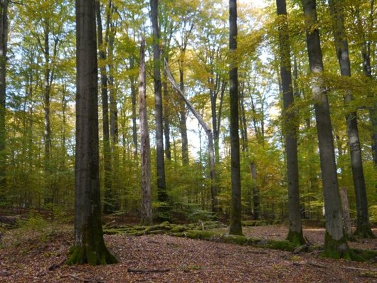 Auf dem Foto ist ein Waldausschnitt aus dem Naturwald Limker Strang abgebildet. Foto: P. Meyer