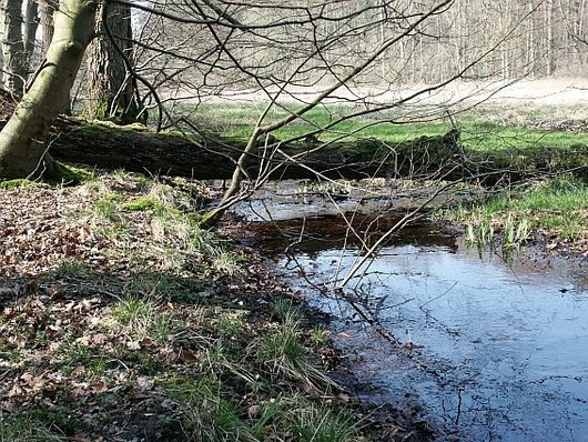 Auf dem Foto ist ein liegender Totholzstamm über einen Bach abgebildet. Foto: NW-FVA