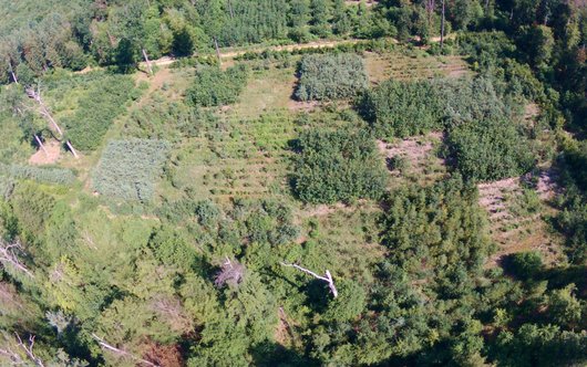 forstliche Versuchsfläche mit verschiedenen, in kleinen Quadraten gepflanzten Baumarten aus der Luft 