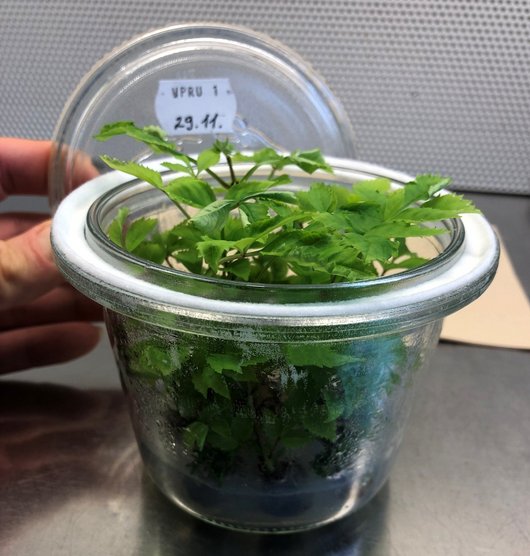 Glas mit kleinen Eschen