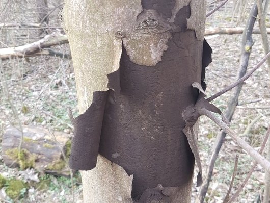 Auf dem Foto ist ein Stamm eines Bergahorns mit frisch abblätternder Rinde unter der die Sporenschicht von Cryptostroma corticale sichtbar ist abgebildet (Foto: NW-FVA) 