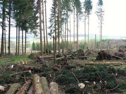 Durch Sturm umgeknickte Fichten