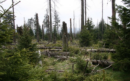 Regeneration des Baumbestandes im Naturwald Bruchberg im Harz nach Borkenkäferbefall