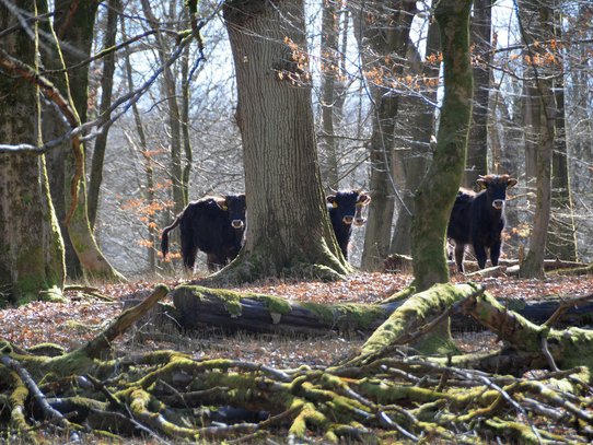 Drei dunkle Rinder hinter Bäumen