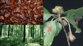 Auf der Abbildung sind drei Fotos dargestellt: Bucheckern, Buchenbestand, Buchenblüte, Fotos: R. Koebel 