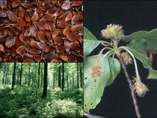 Auf der Abbildung sind drei Fotos dargestellt: Bucheckern Ernte Paulus (o.l.), Buchenbestand Göttinger Wald (u.l.), Buchensprössling (r.), Fotos: R. Koebel 