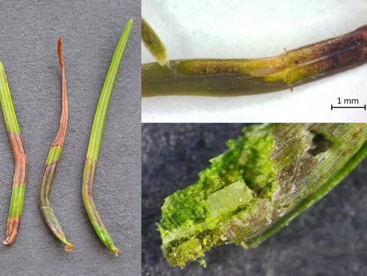 Auf dem Foto ist Contarinia pseudotsugae – Schadbild, gekrümmte und bräunlich verfärbte Nadeln, und Larve der Douglasien-Gallmücke abgebildet. Foto: Archiv NW-FVA