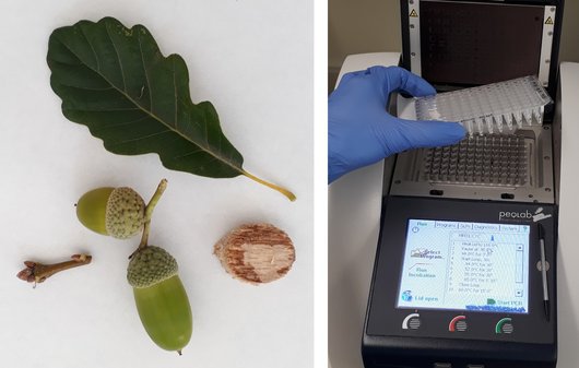 Extraktion von DNA aus Blättern und Früchten für Laboruntersuchungen