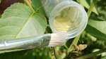 Künstliche Kreuzung mit Hilfe eines Pinsels bei Juglans
