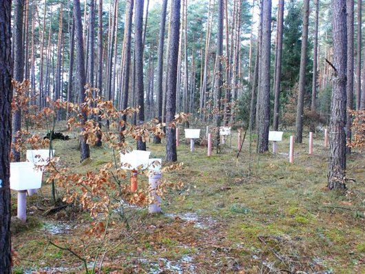 Ein Kiefern-Wald auf der Versuchsfläche Klötze (Foto: H. Meesenburg)