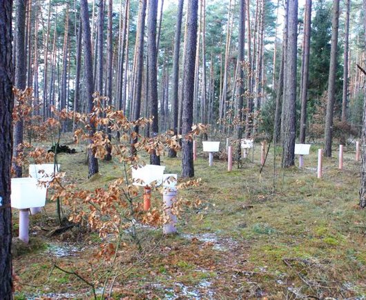 Ein Kiefern-Wald auf der Versuchsfläche Klötze (Foto: H. Meesenburg)