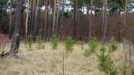 Kiefernbestand mit jungen und alten Bäumen in der Colbitz-Letzlinger Heide (Foto: NW-FVA)