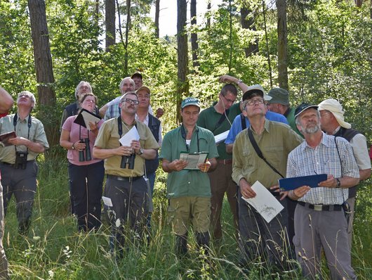 Förstergruppe im Wald begutachtet Baumkronen