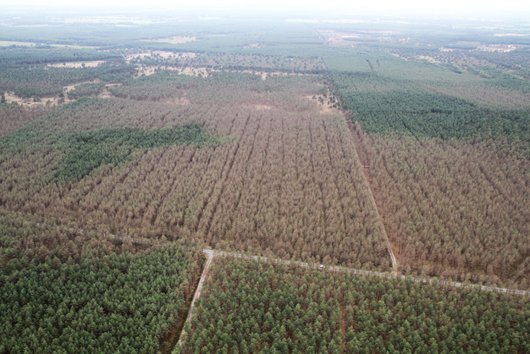 Luftbild von einem Wald mit braunen und grünen Bäumen