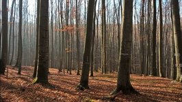 Kahler Buchenwald im Winter
