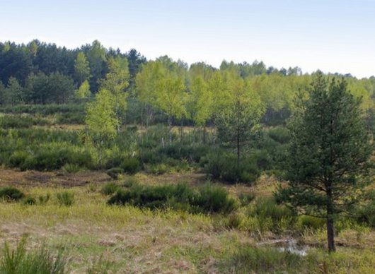 Offene Landschaft mit Laub- und Nadelbäumen