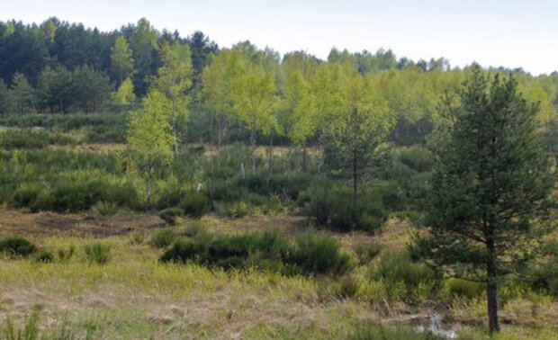 Offene Landschaft mit Laub- und Nadelbäumen