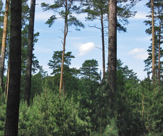 Kiefernwald mit dickeren älteren Bäumen und vielen kleinen Kiefern