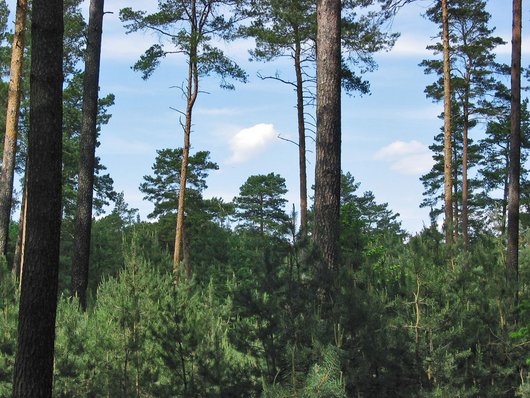 Auf dem Foto ist ein Kiefernwald abgebildet mit der Bildunterschrift: Zielstärkennutzung sichert hohe Wertschöpfung und gute Verjüngungsmöglichkeiten. Foto: A. Noltensmeier
