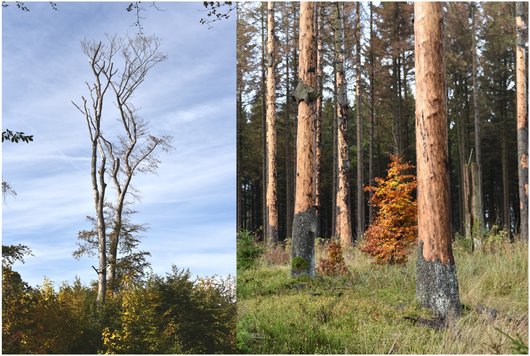 Folgen von Dürre an einzelnen Bäumen, wie fehlendes Laub oder Rinde (Foto: J. Evers)