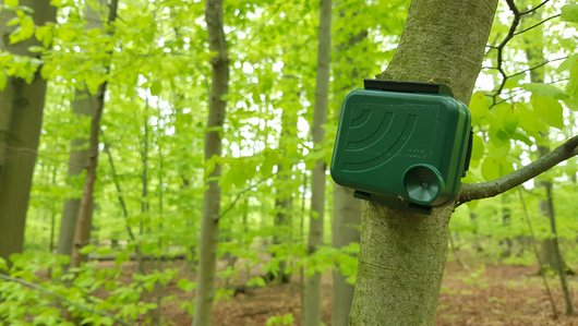Kleines grünes Gerät an einem Baumstamm im Wald