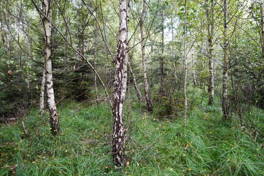 Gemischter Wald aus jungen Bäumen
