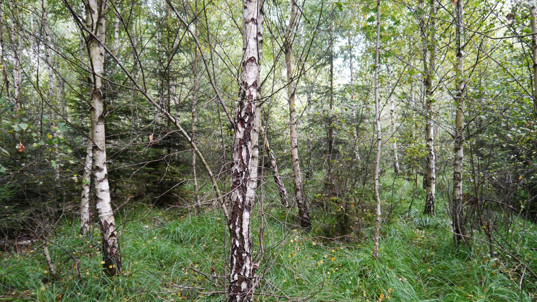 Junger Mischbestand aus Birken und Nadelbäumen