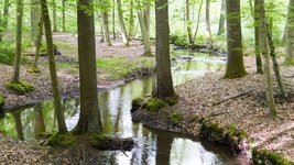 mäandernder Wald im Buchenwald (Foto: P. Meyer)