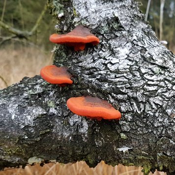 orange-roter Zinnoberschwamm an einer Moor-Birke