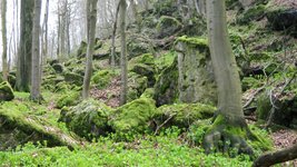 Laubwald im Naturwald Saubrink-Oberberg