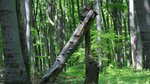 Laubwald mit viel Totholz