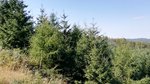 junge Douglasienkultur im Bergland