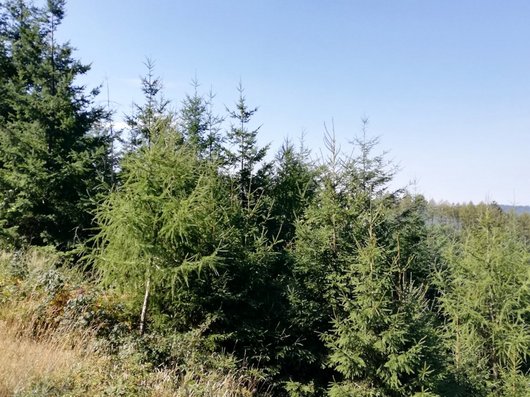 junge Douglasienkultur mit Mischbaumarten im Bergland